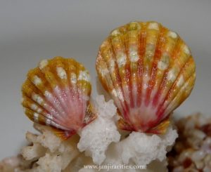 Rare, indigenous Hawaiian red sunrise scallop shells; Honolulu