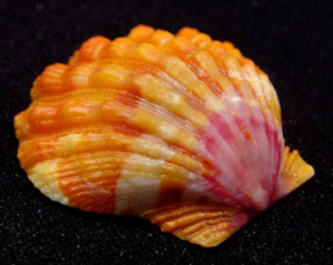 Rare, indigenous Hawaiian red sunrise scallop shells; Honolulu